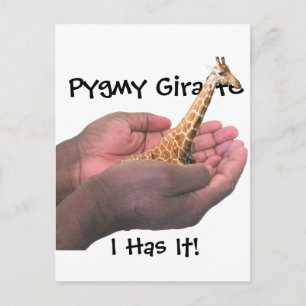 Cartão Postal Pygmy Giraffe