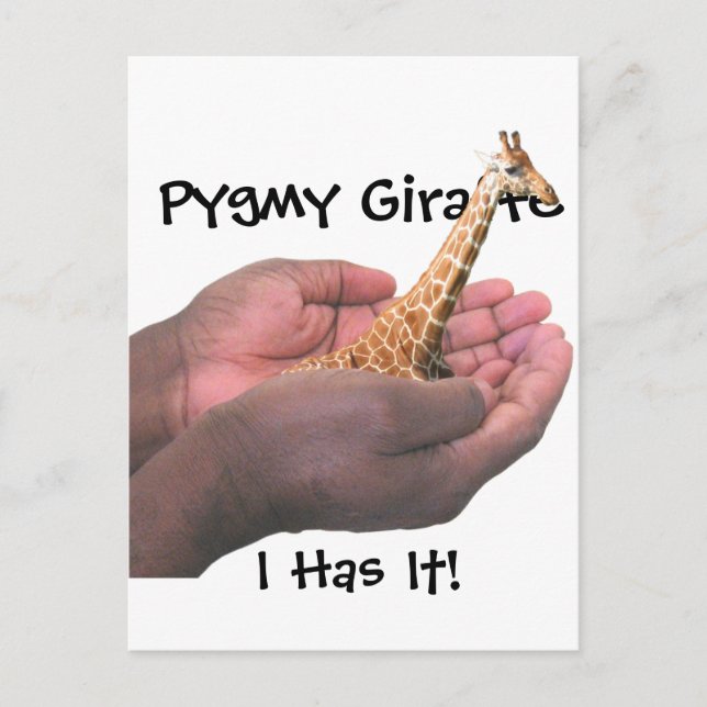 Cartão Postal Pygmy Giraffe (Frente)