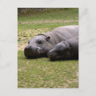 Cartão Postal Pygmy hippos