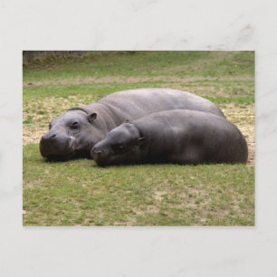 Cartão Postal Pygmy hippos