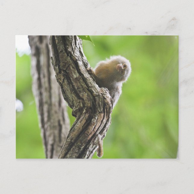 Cartão Postal Pygmy Marmoset (Frente)