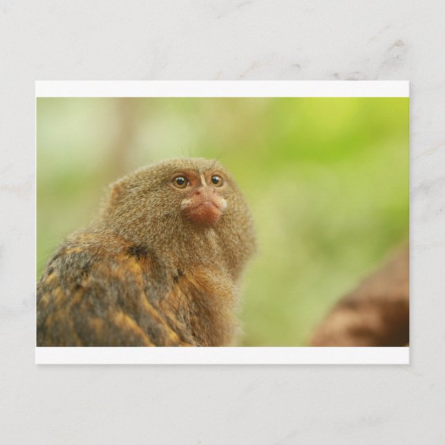 Cartão Postal Pygmy Marmosets (Frente)