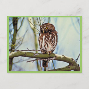 Cartão Postal Pygmy Owl
