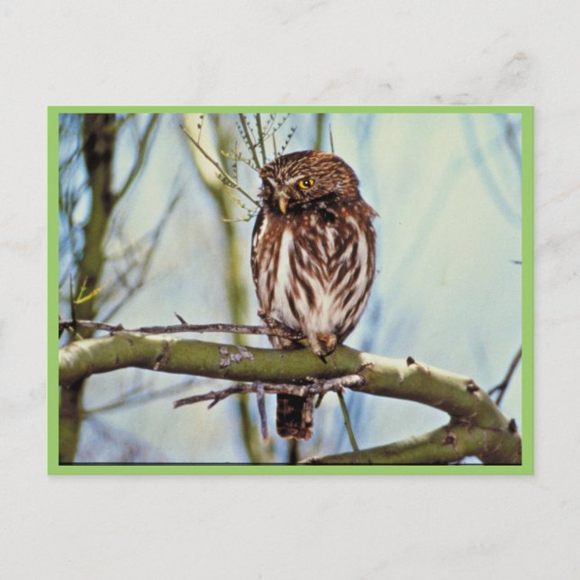 Cartão Postal Pygmy Owl (Frente)