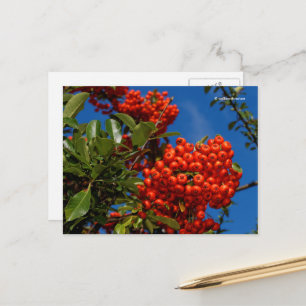 Cartão Postal Pyracantha Coccinea Scarlet Firethorn Berries