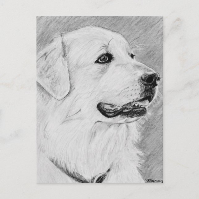 Cartão Postal PyreneanMountainDog.jpg (Frente)