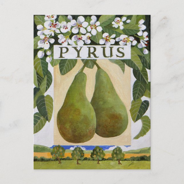 Cartão Postal Pyrus (Frente)