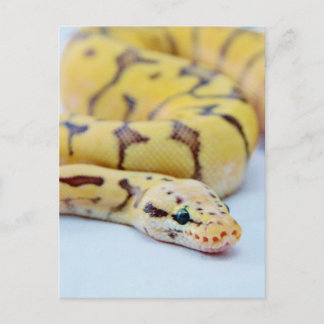 Cartão Postal Python 2 - Ball preto e amarelo