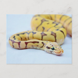 Cartão Postal Python 2 - Ball preto e amarelo