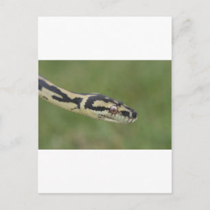 Cartão Postal Python australiano