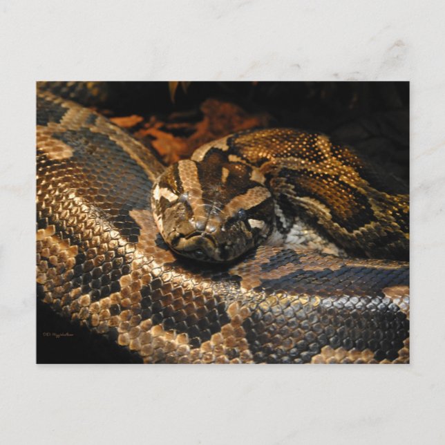 Cartão Postal Python birmanês (Frente)