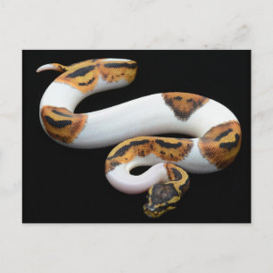 Cartão Postal python bola piedosa
