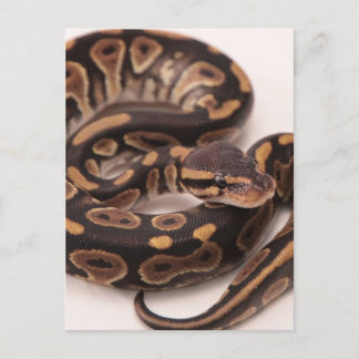 Cartão Postal Python de Ball Negro e Amarelo