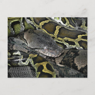 Cartão Postal Python molurus bivittatus