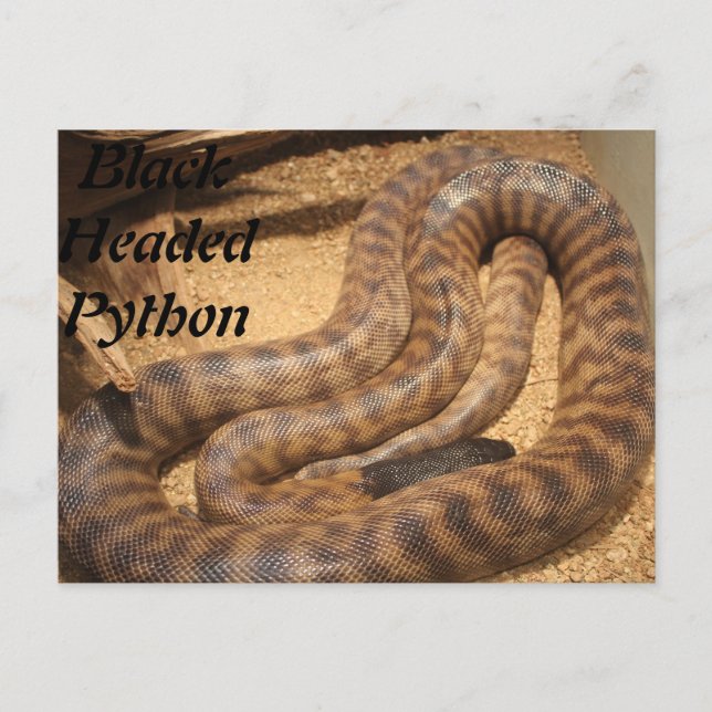 Cartão Postal Python Preto (Frente)