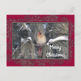 Cartão Postal Quadro de pinheiro de neve do Cardeal fêmea 3225