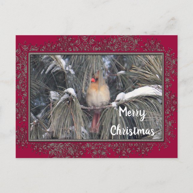 Cartão Postal Quadro de pinheiro de neve do Cardeal fêmea 3225 (Frente)