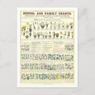 Cartão Postal Quadro Educativo para Classificação de Plantas