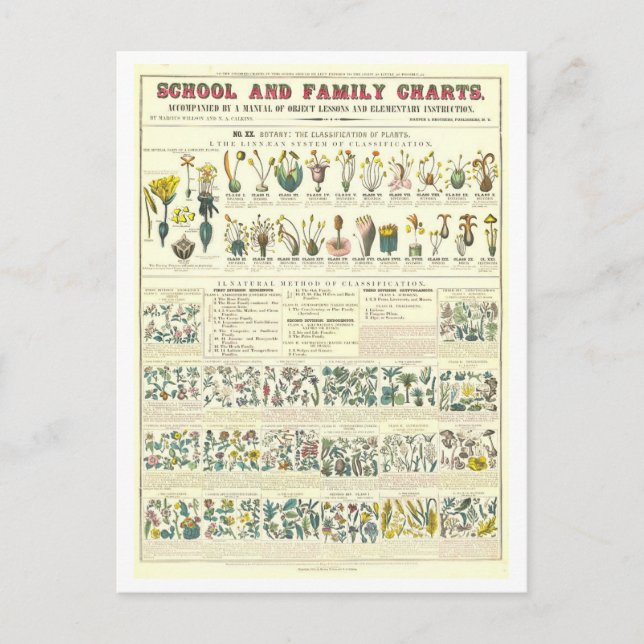 Cartão Postal Quadro Educativo para Classificação de Plantas (Frente)