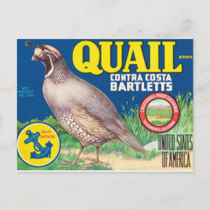 Cartão Postal Quail Contra Costa Bartletts Sacramento Califórni