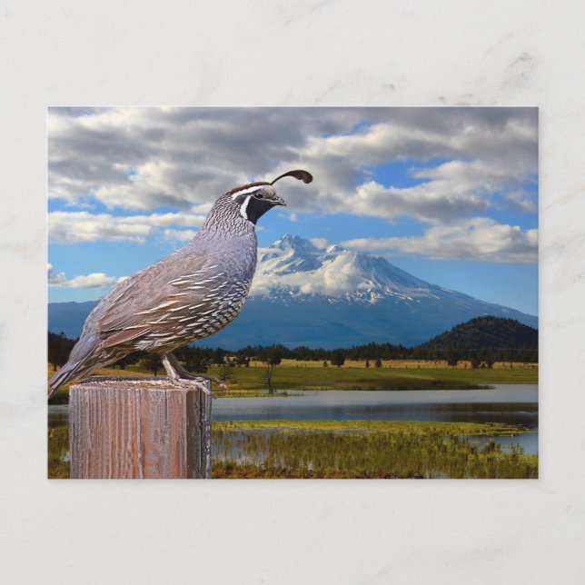 CARTÃO POSTAL QUAIL E MT SHASTA (Frente)