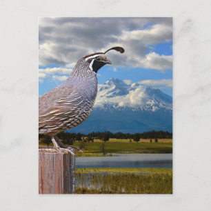 CARTÃO POSTAL QUAIL E MT SHASTA