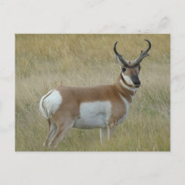 Cartão Postal Quantia choruda do antílope de A1 Pronghorn