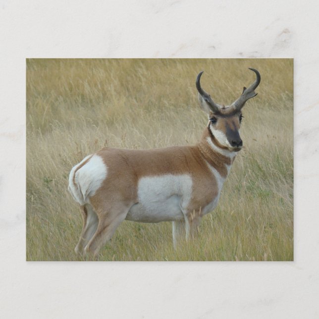 Cartão Postal Quantia choruda do antílope de A1 Pronghorn (Frente)