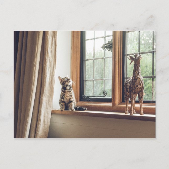 Cartão Postal Quanto é esse Gatinho na janela? (Frente)