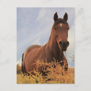 Cartão Postal Quarter Horse