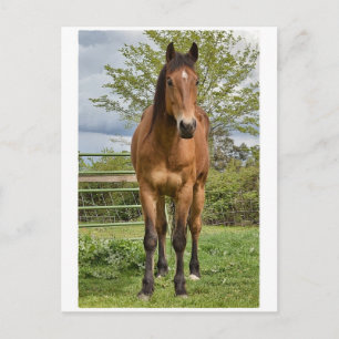 Cartão Postal Quarter Horse
