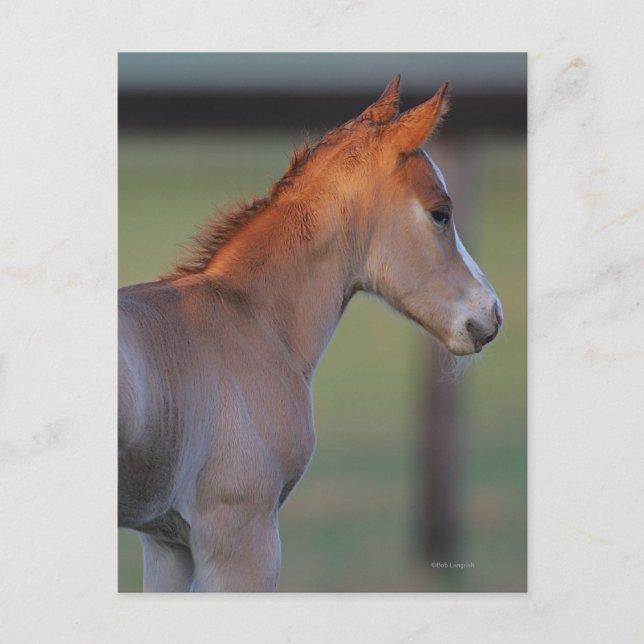 Cartão Postal Quarter Horse Foal (Frente)
