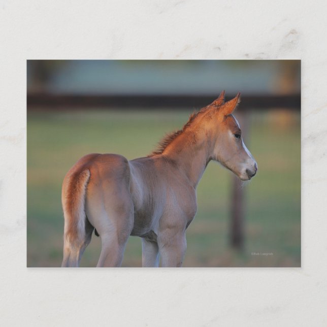 Cartão Postal Quarter Horse Foal (Frente)