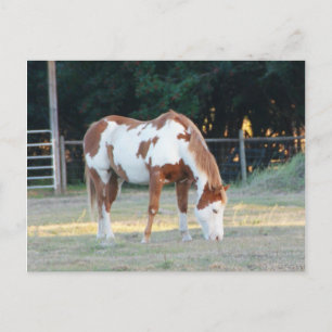 Cartão Postal Quarto cavalo 2