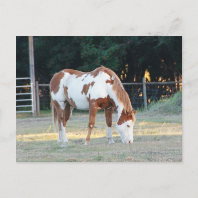 Cartão Postal Quarto cavalo 2 (Frente)