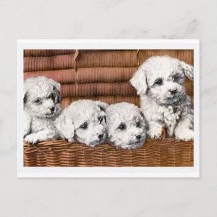 Cartão Postal "Quatro Cachorros Bonitos" Cães-Vintagem