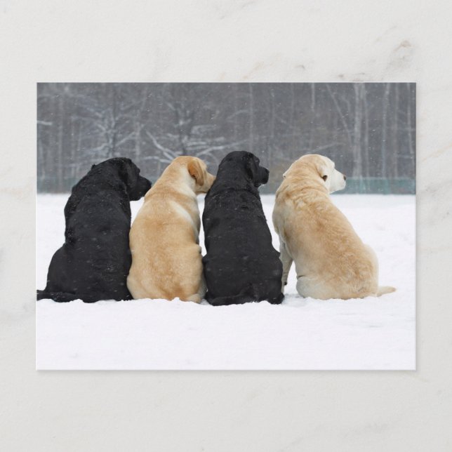 Cartão Postal Quatro Cães Labradores Na Neve (Frente)