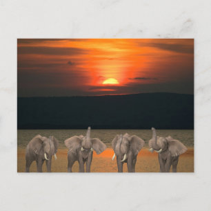 Cartão Postal Quatro Elefantes Felizes