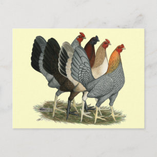 Cartão Postal Quatro Galinhas Gamefowl
