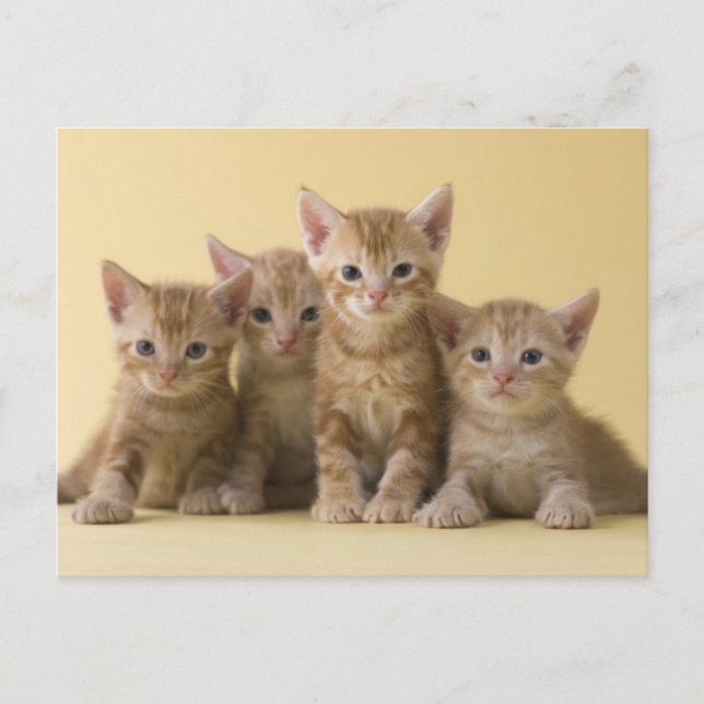 Cartão Postal Quatro Gatinhos de Shorthair Americanos (Frente)