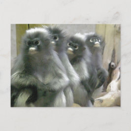 Cartão Postal Quatro macacos-da-noite fofos e curiosos