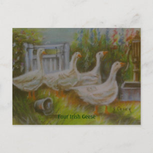 Cartão Postal Quatro Pastéis gansos irlandeses Desenhados por J