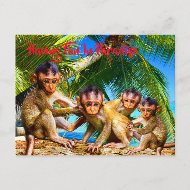 Cartão Postal Quatro Pequenos Macacos (Frente)