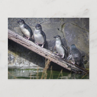 Cartão Postal Quatro Pequenos Pinguins