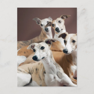 Cartão Postal Quatro whippets