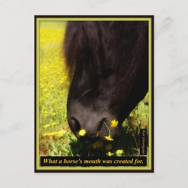 Cartão Postal Que boca de cavalo foi criada (Frente)