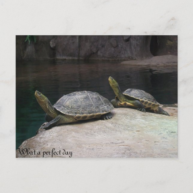 Cartão Postal Que dia perfeito (Frente)