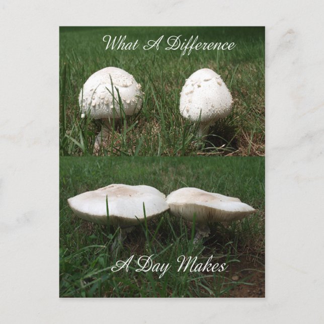 Cartão Postal Que diferença um o dia faz (Frente)
