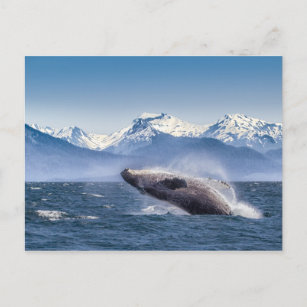 Cartão Postal Quebra De Baleia-jubarte No Alasca
