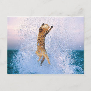 Cartão Postal Quebra de Gatos